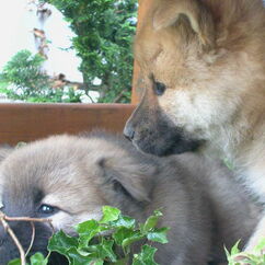 Bexter & Bayka mit 7 Wochen