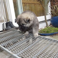 Ivan am Gitterrost (40. Tag)