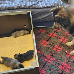 Aslan vor der Wurfkiste