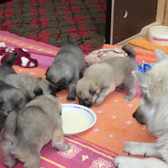 Zufütterung unter Muttis Aufsicht