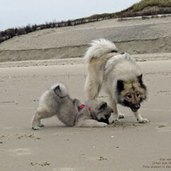 erster Nordseeurlaub