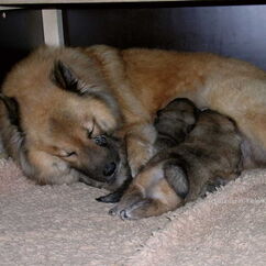 Frenja & Flame (17. Tag)