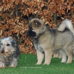 Frenja mit Dackeldame Troll