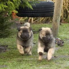 Cando & Cimba (50. Tag)