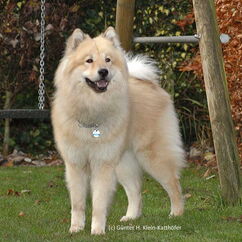 Cordan vom Fliederberg