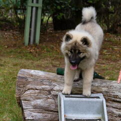 Juki mit ca. 3 Monaten