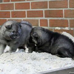 Sandkastenspiele mit Leni und Luna