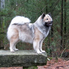 Urmel in der 8. Trächtigkeitswoche