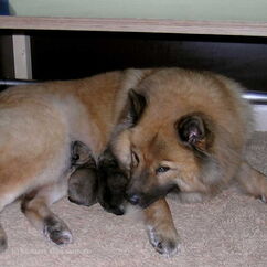 F-Wurf (Tag der Geburt)