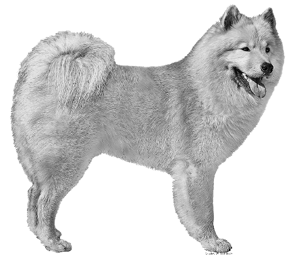 Standard-Eurasier