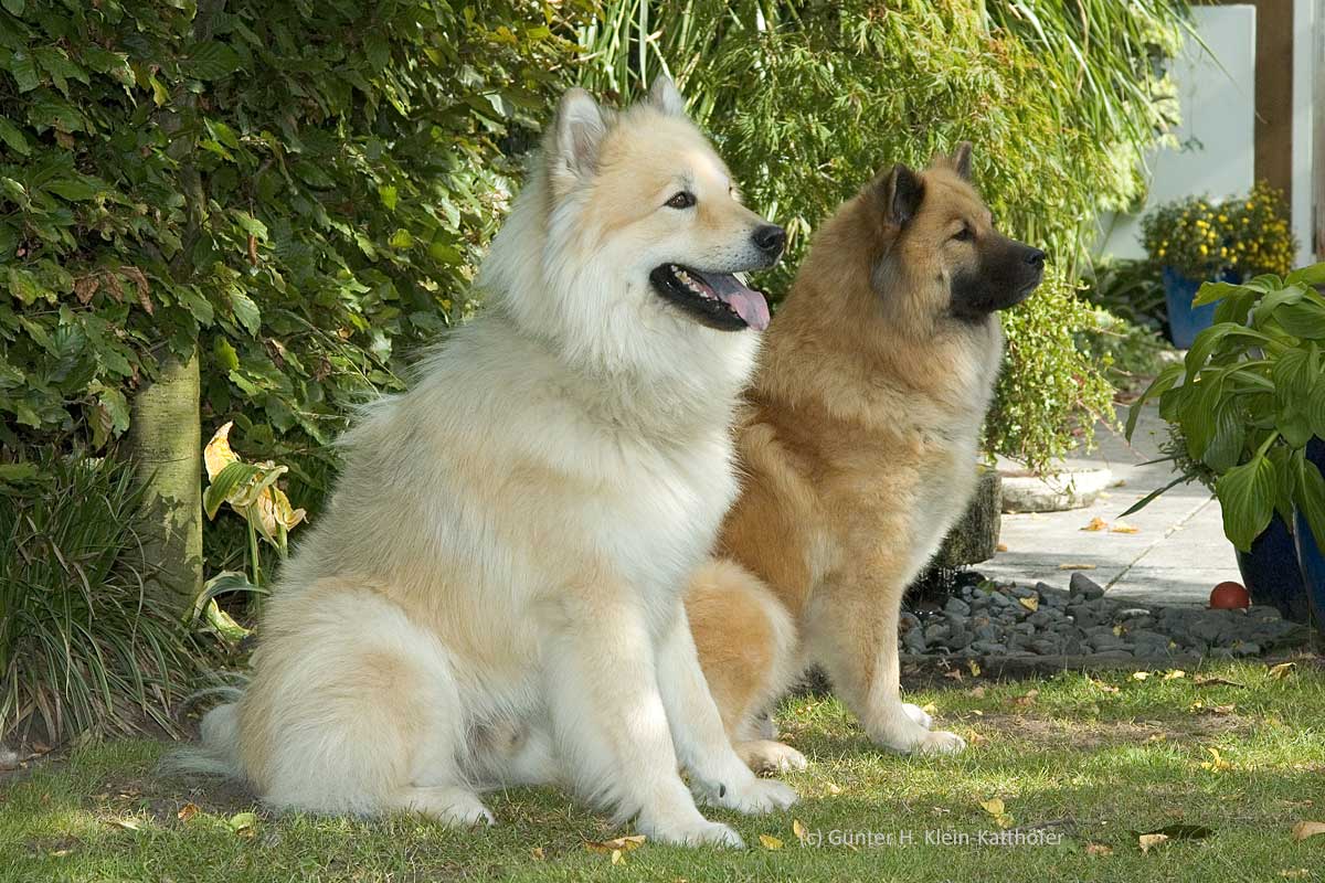 Cordan vom Fliedergerg und Raika du Château d'Aguilar